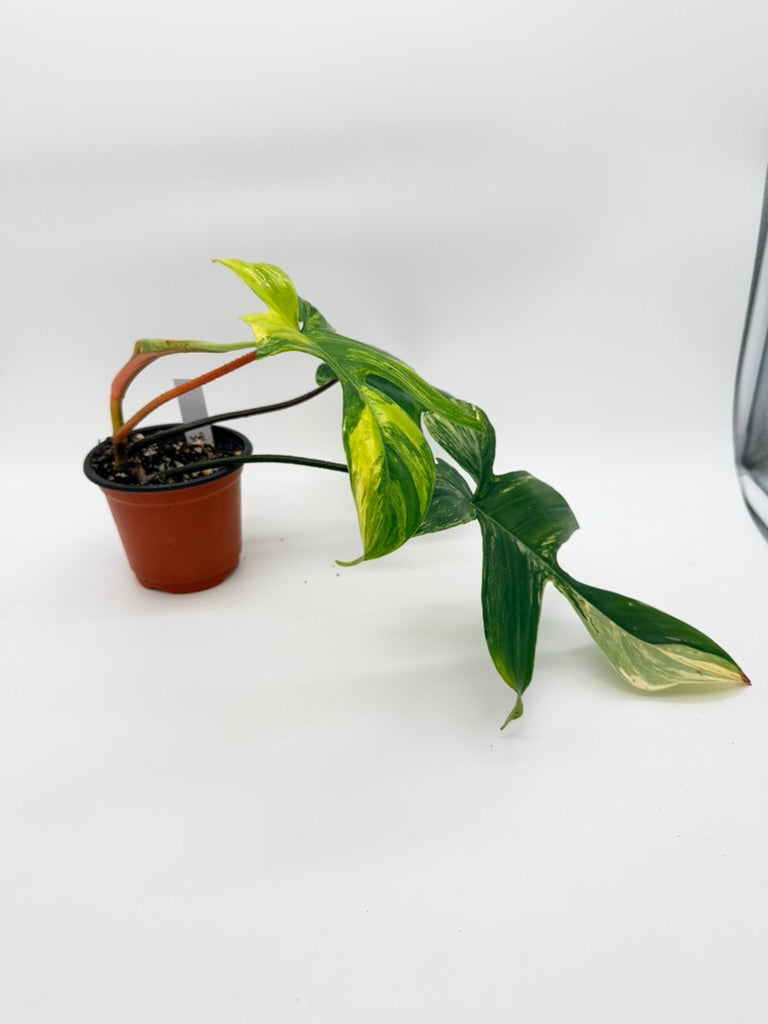 Philodendron Florida Beauty