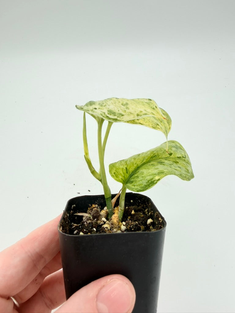 Scindapsus Peasun