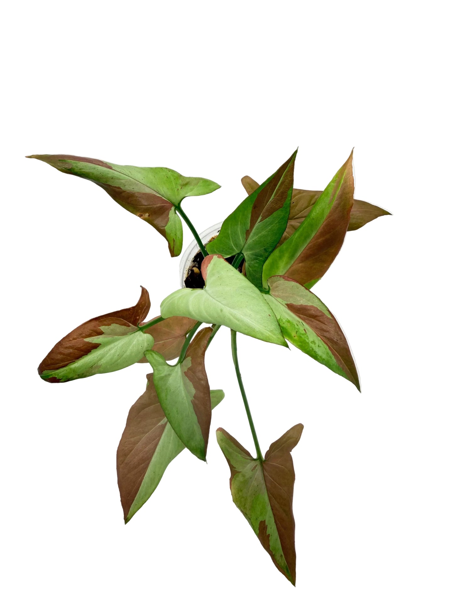 Syngonium Orm Nak Pum Variegated