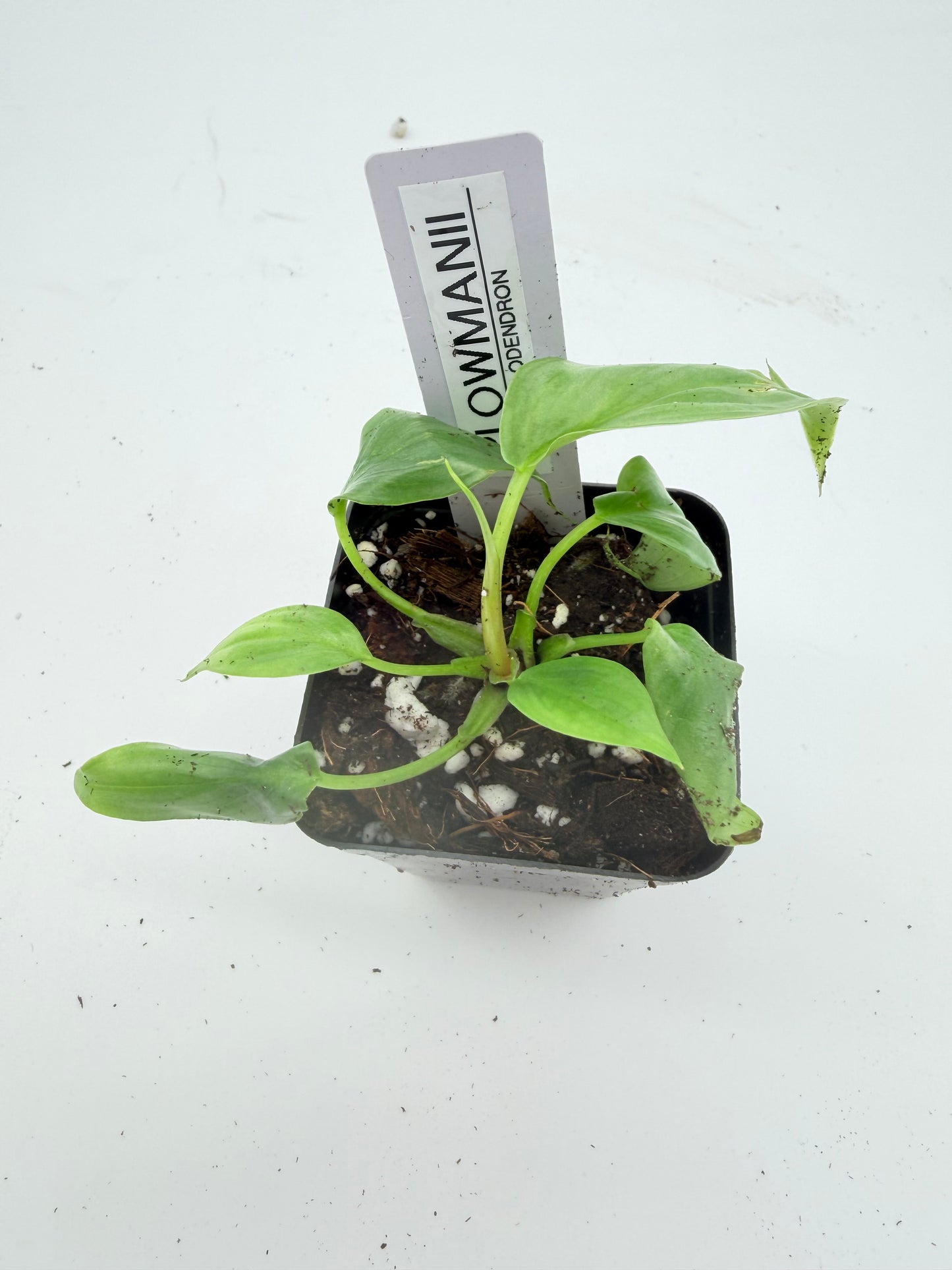 Philodendron Plowmanii