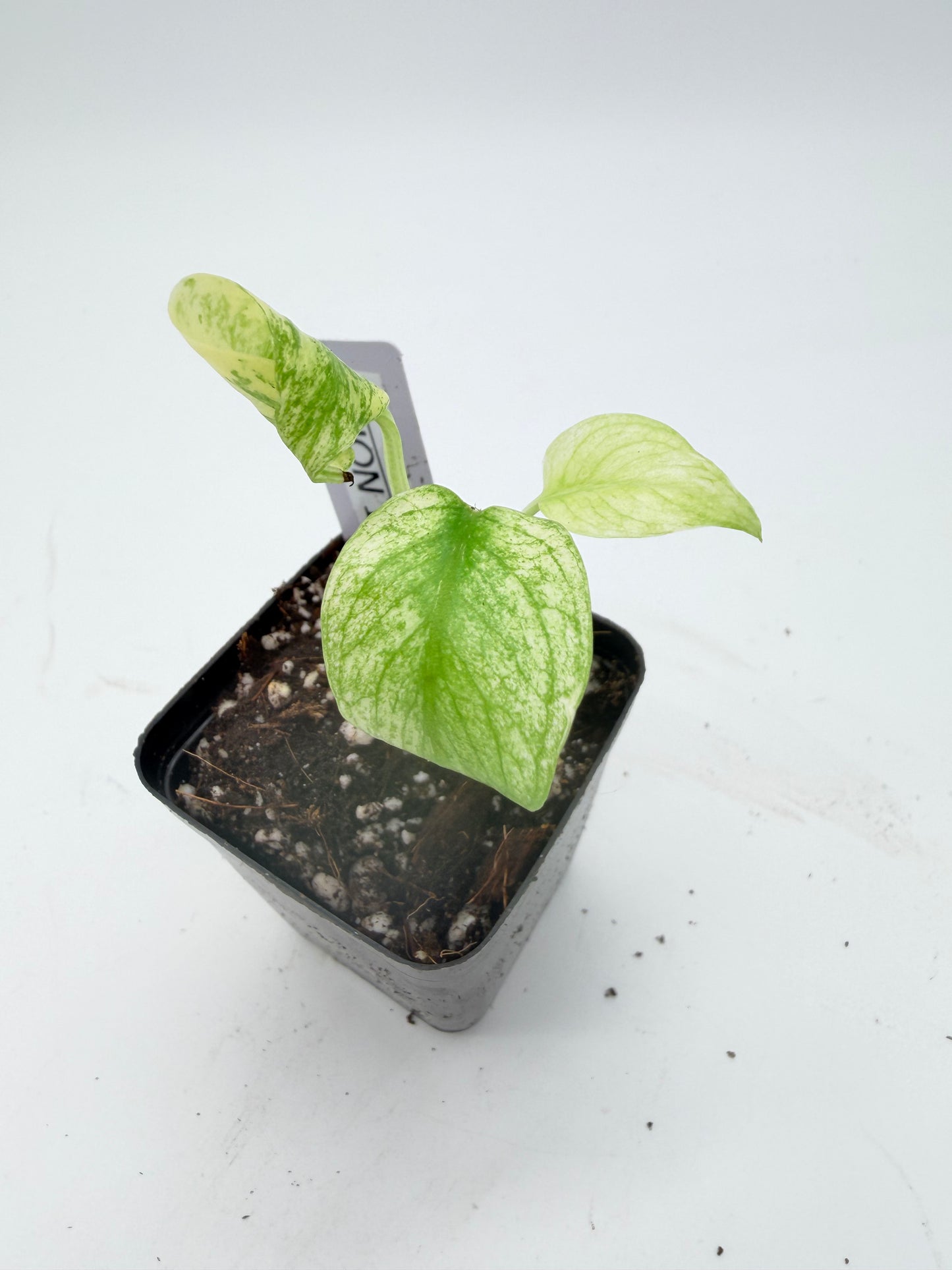 Monstera Mint NOID