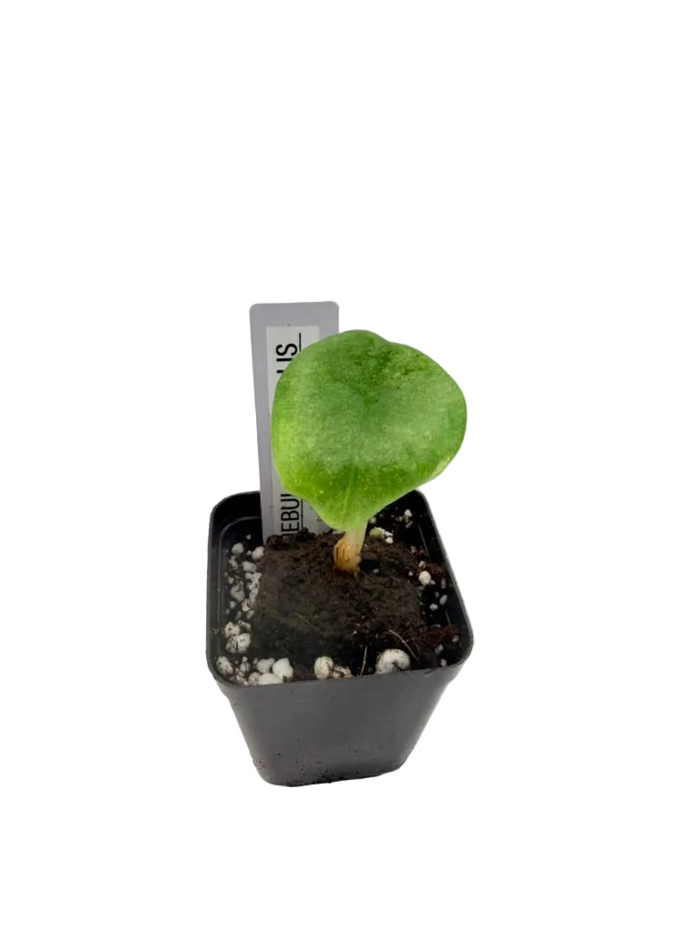Alocasia Nebula Imperialis