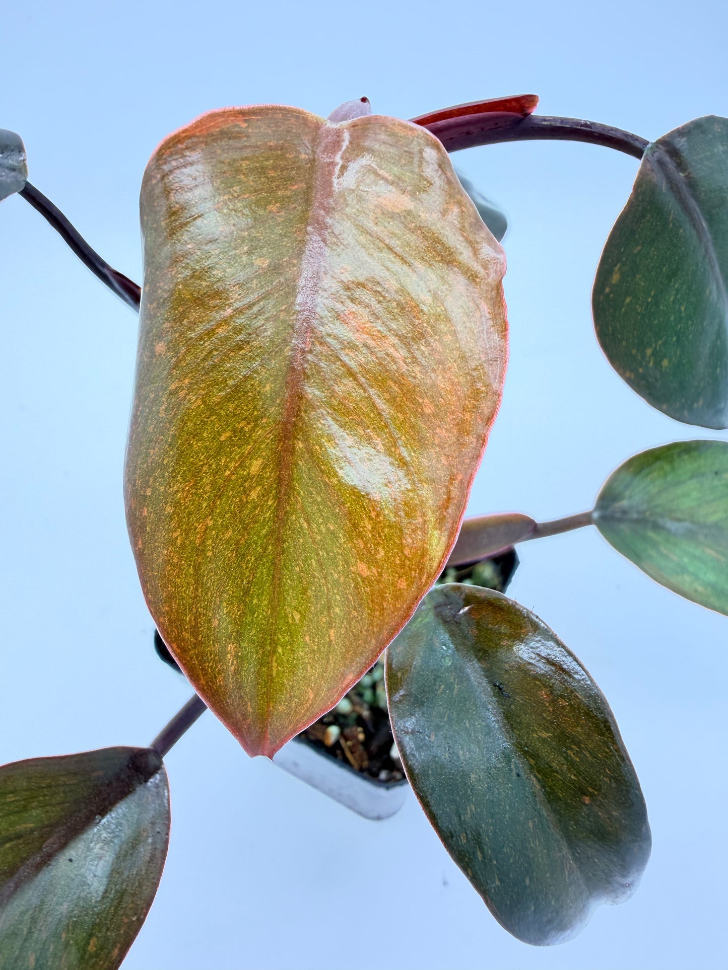 Philodendron Orange Princess