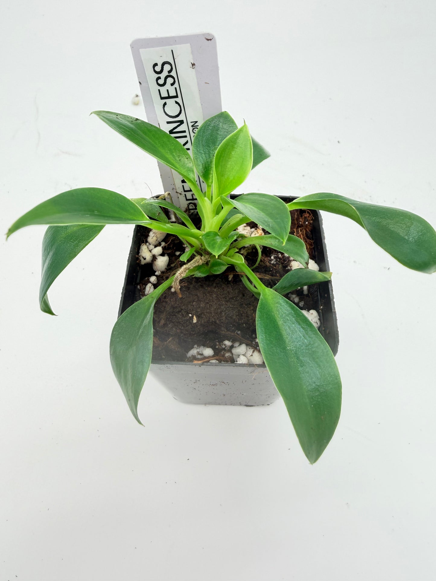Philodendron Green Princess