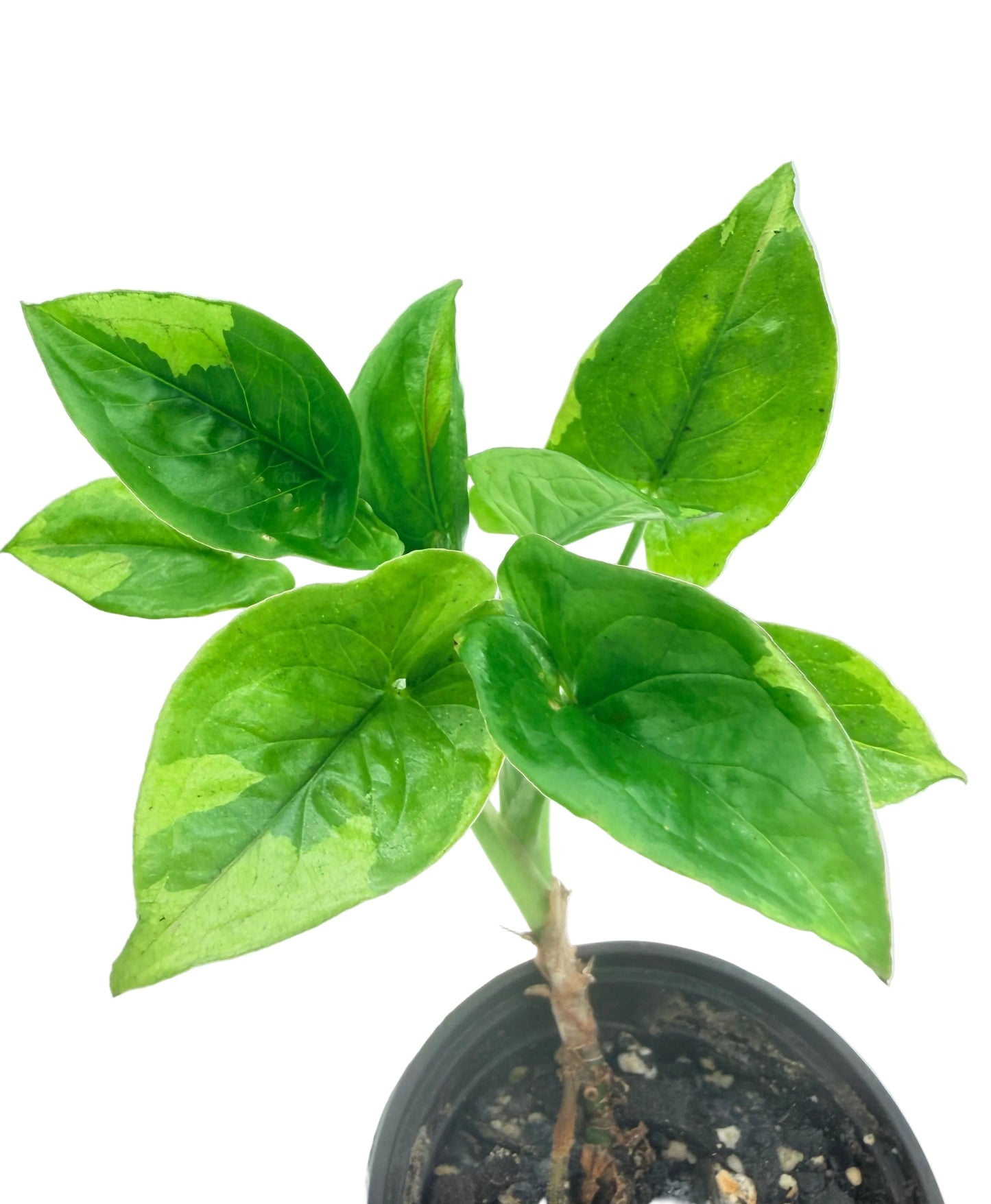 Syngonium Eclipse