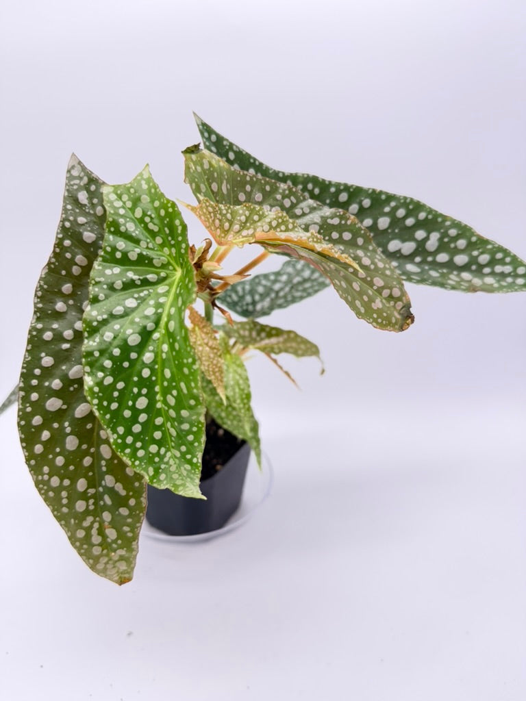 Begonia White Maculata