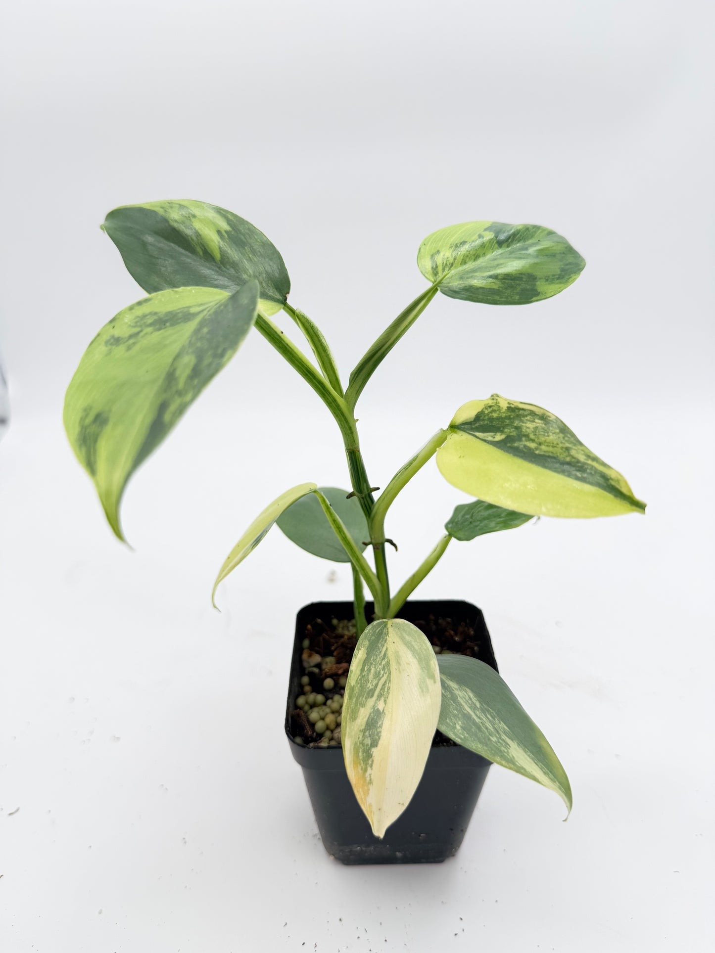 Philodendron Silver Sword Variegated