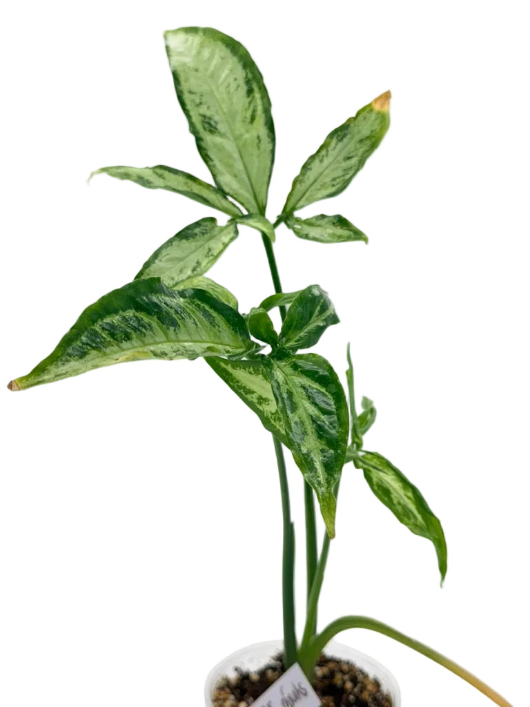 Syngonium Little Star