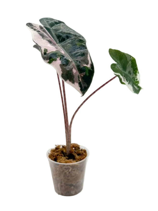 Alocasia Sanderiana Pink Albo