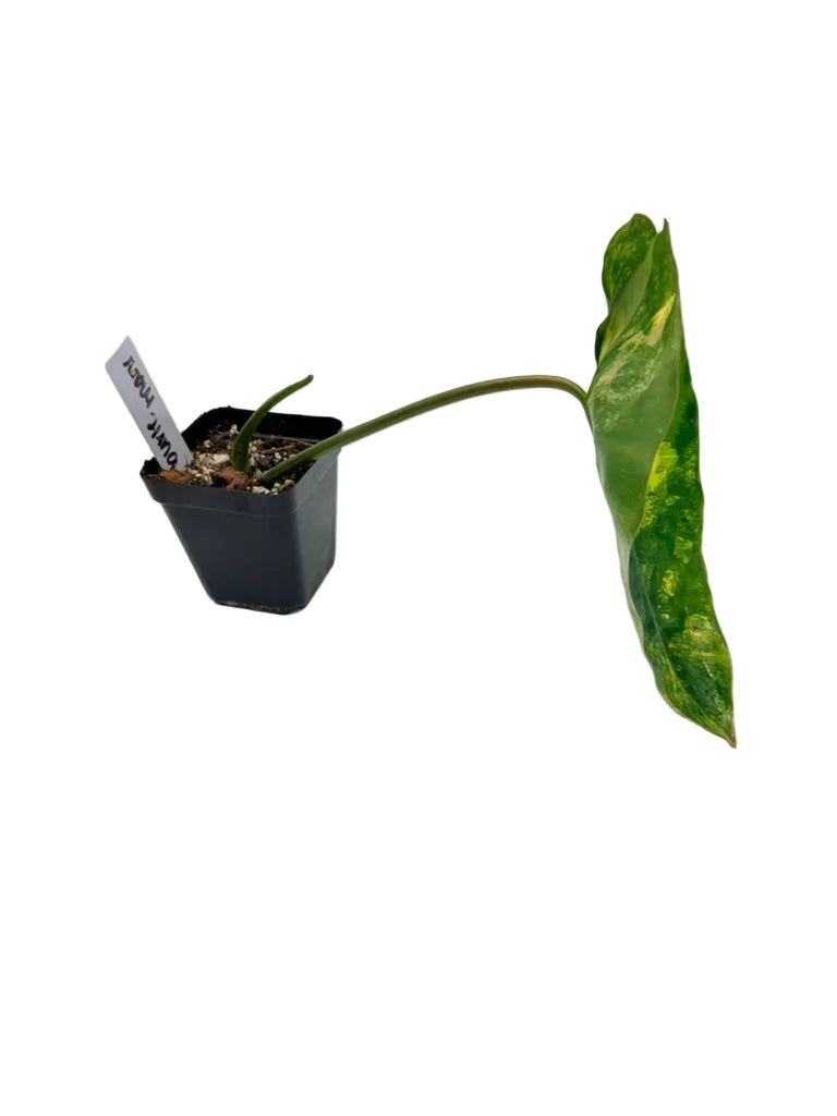 Philodendron Burle Marx Variegated