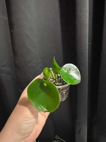 Peperomia Raindrop