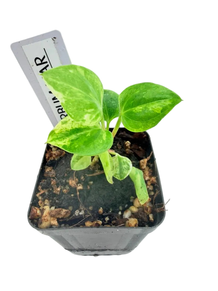 Anthurium Superbum Variegated