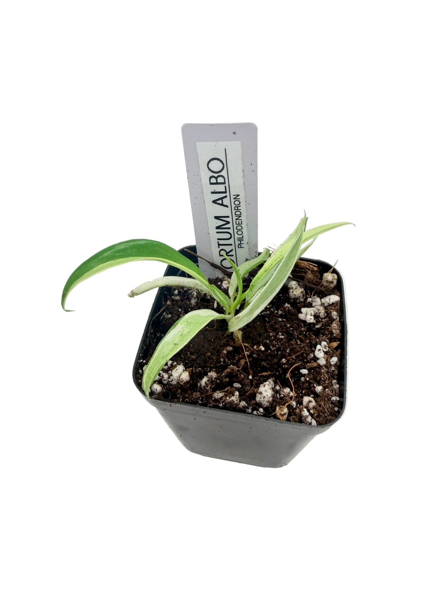 Philodendron Tortum Albo