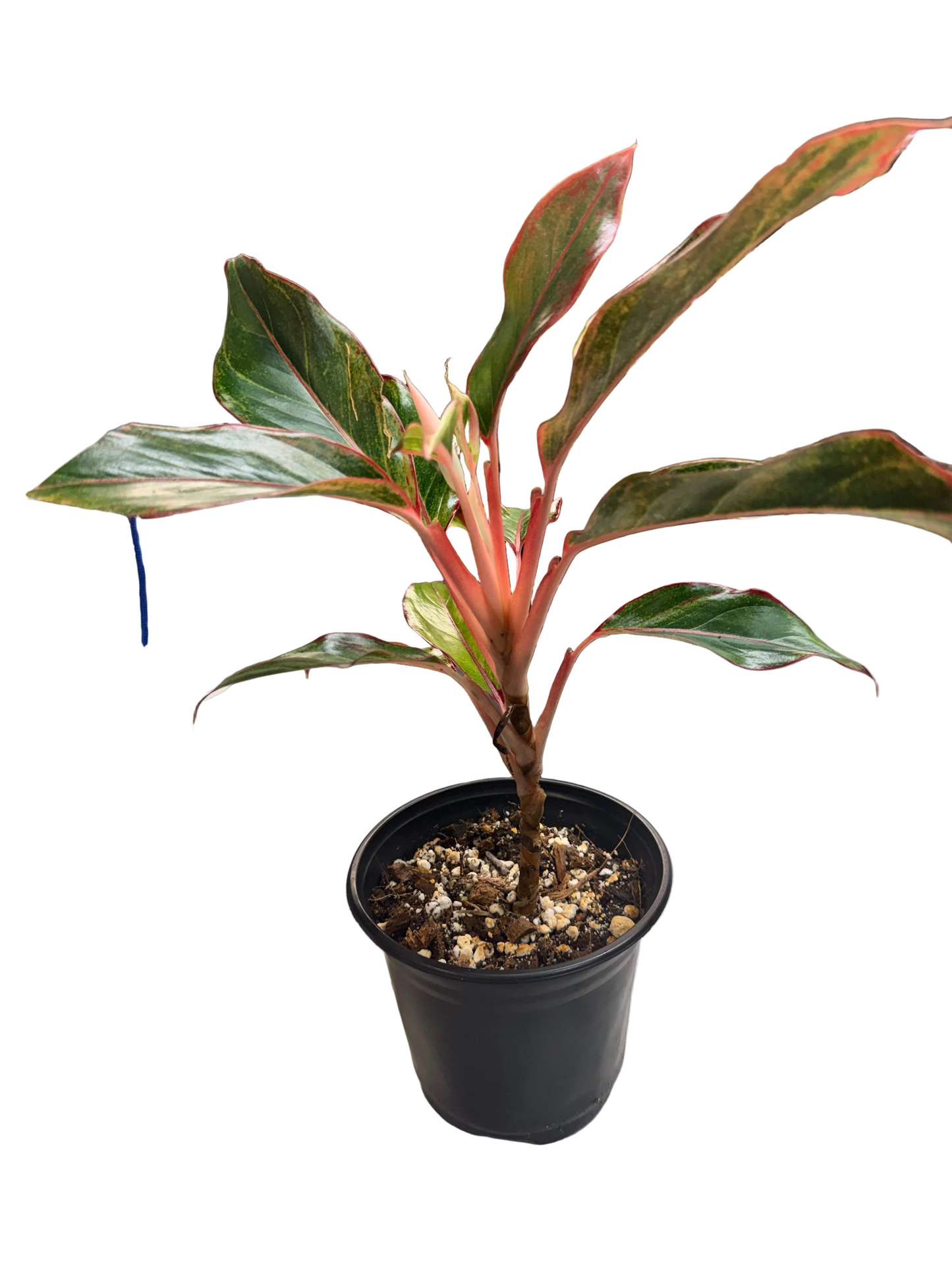 Aglaonema Red Siam