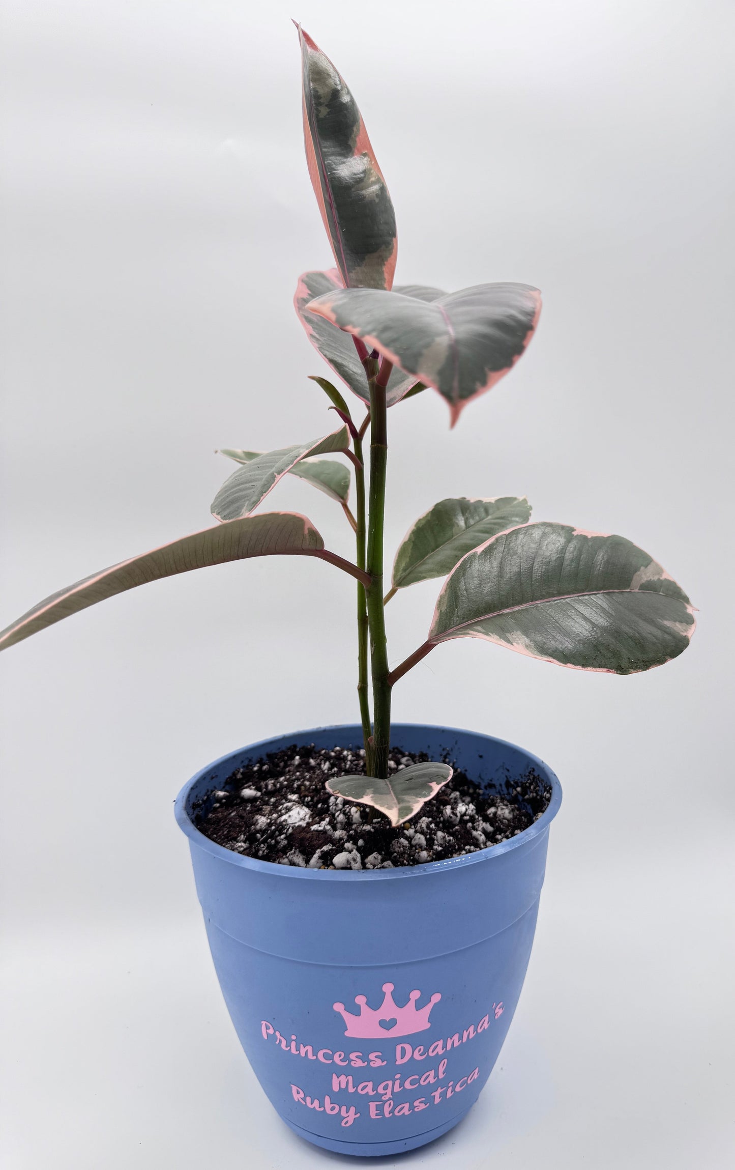 Repotting Services