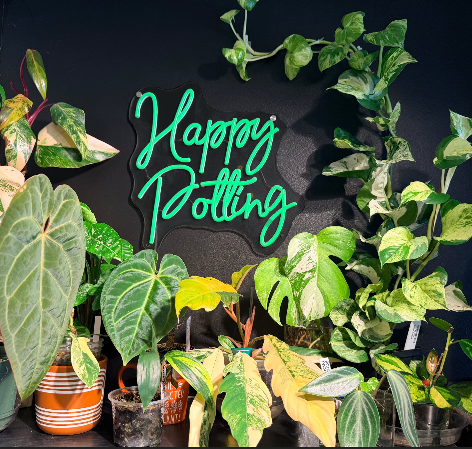 philodendron burle marx reverted Philodendron Burle Marx Reverted – Happy Potting