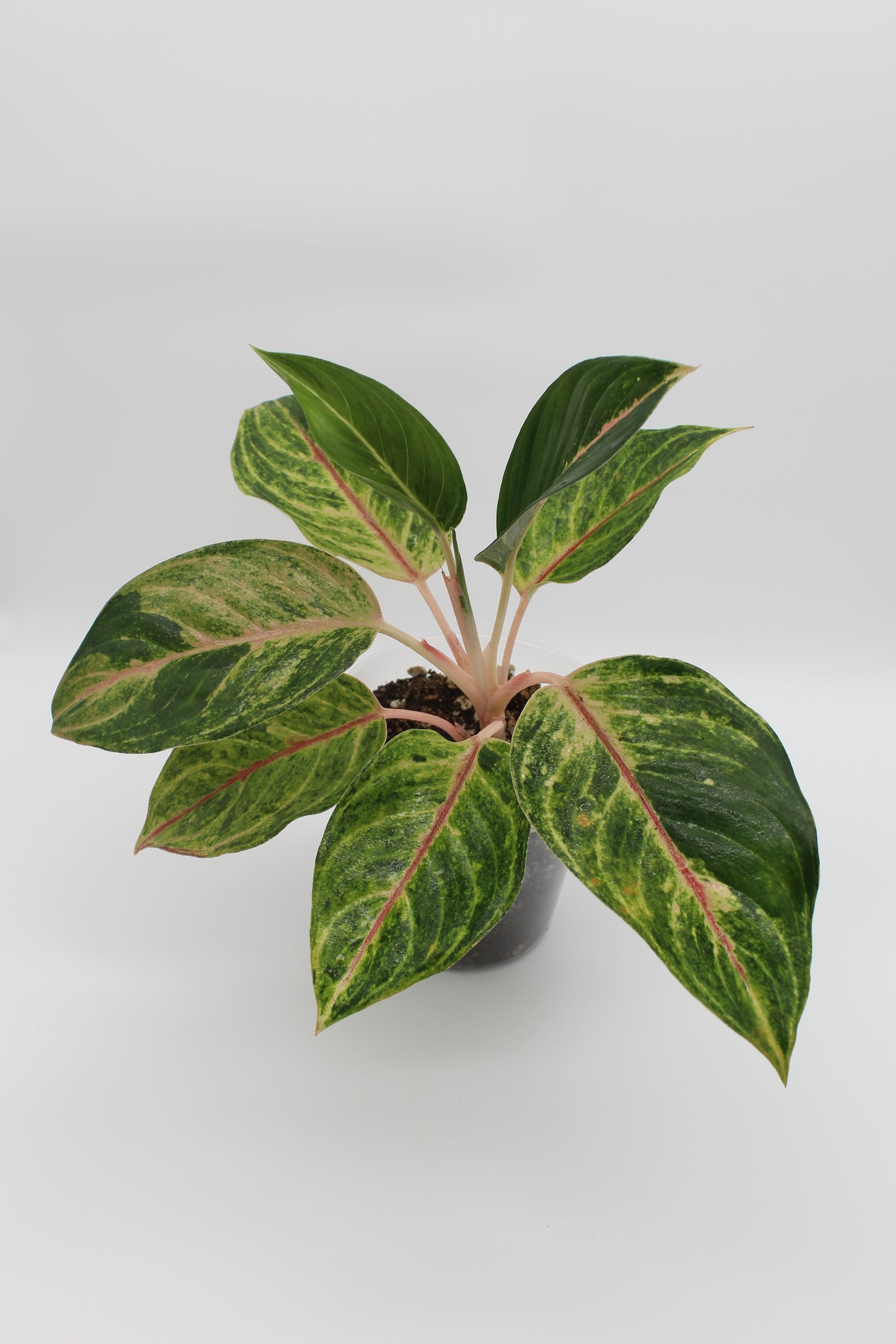 Aglaonema Red Emerald
