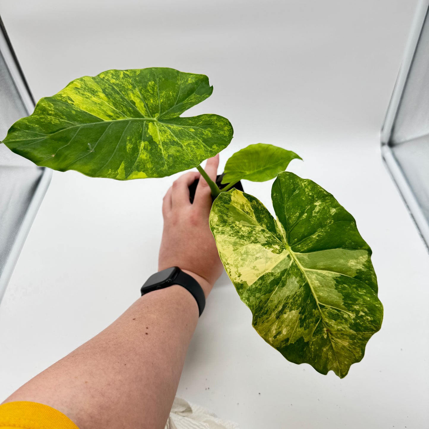 Alocasia Gagnea Aurea