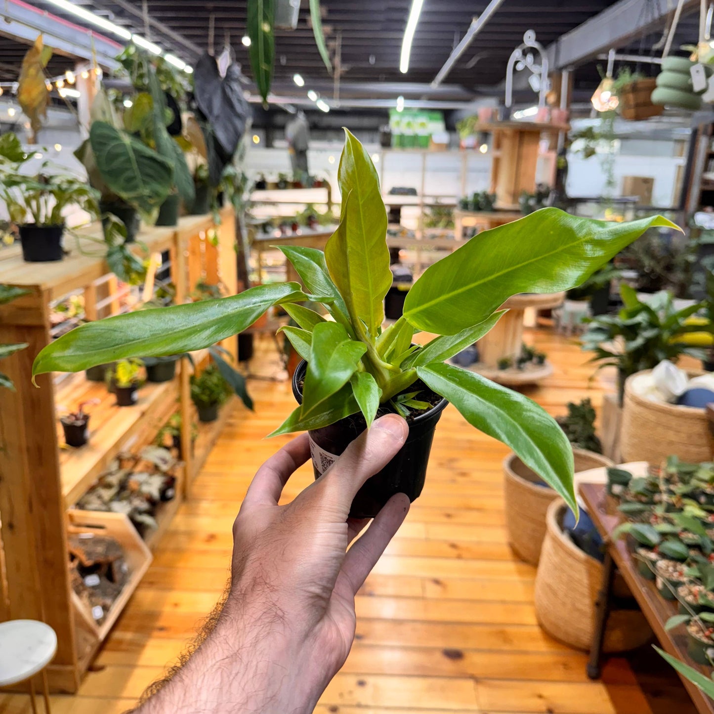 Philodendron Jungle Boogie