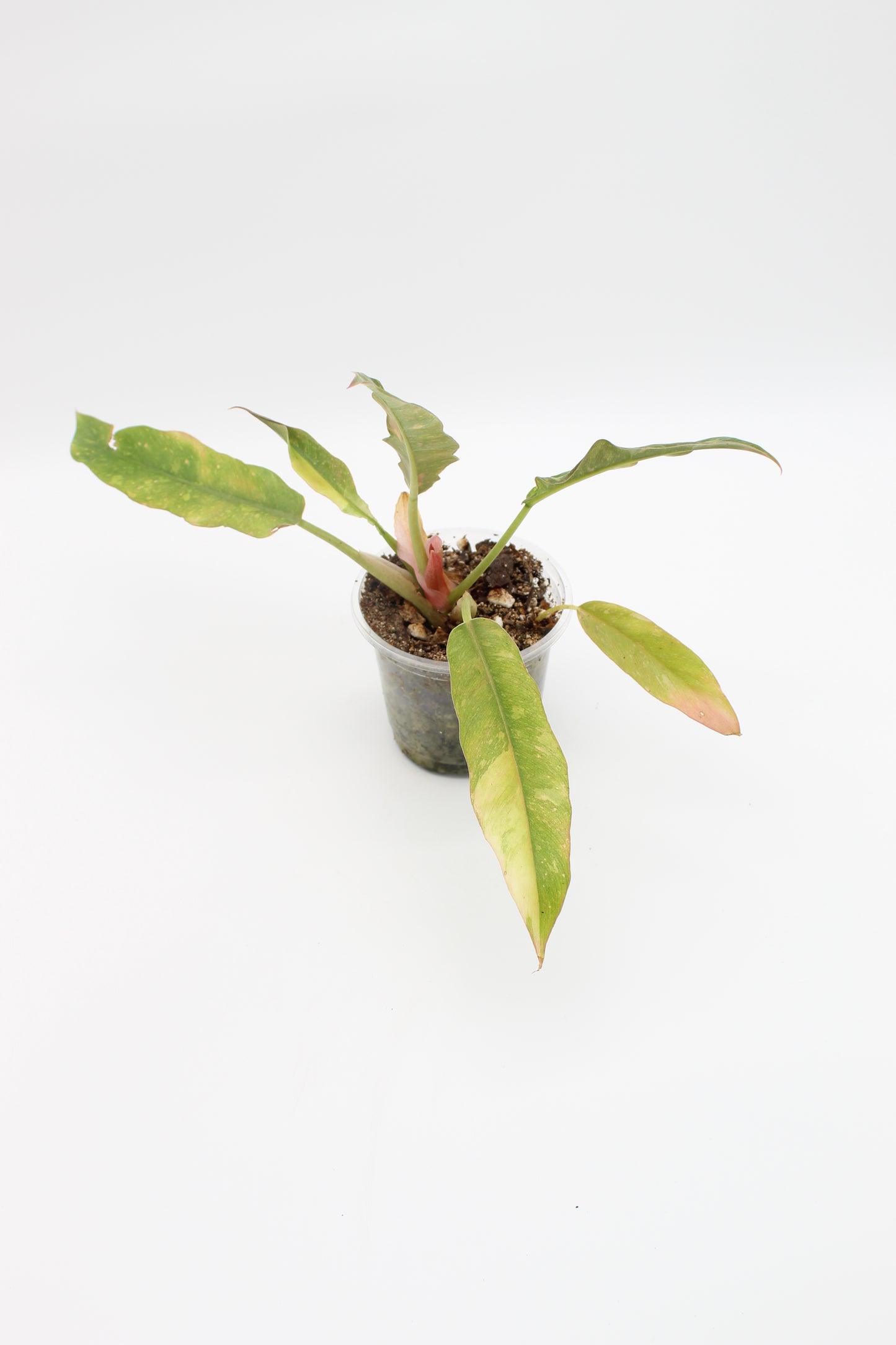 Philodendron Ring of Fire