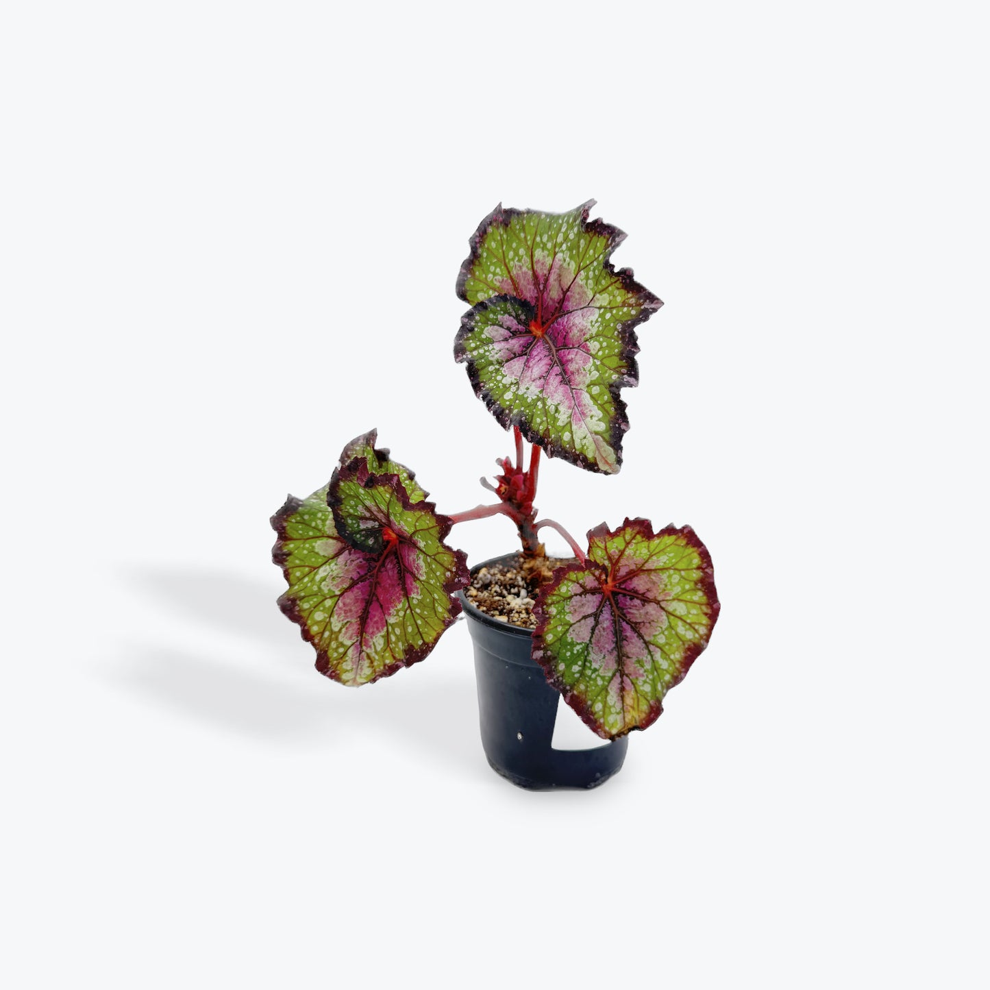 Begonia Rex Purple