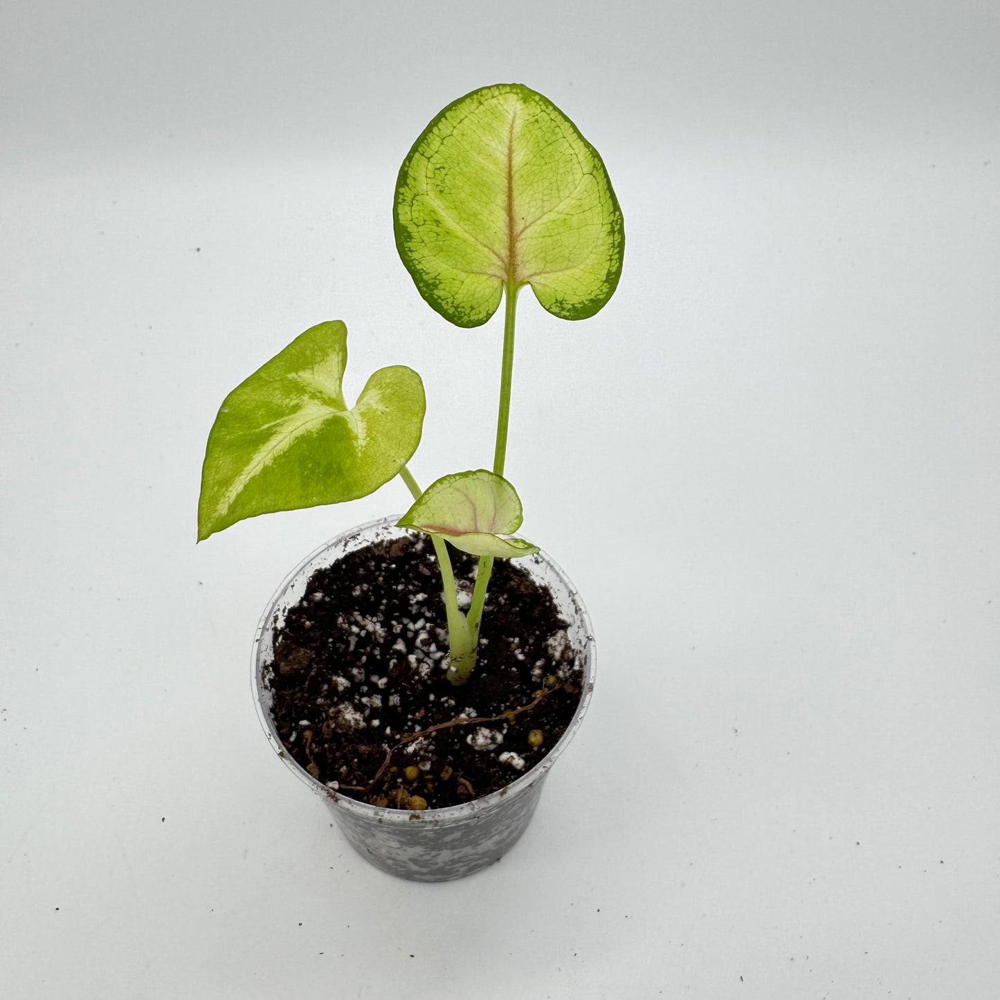 Syngonium Gold Allusion