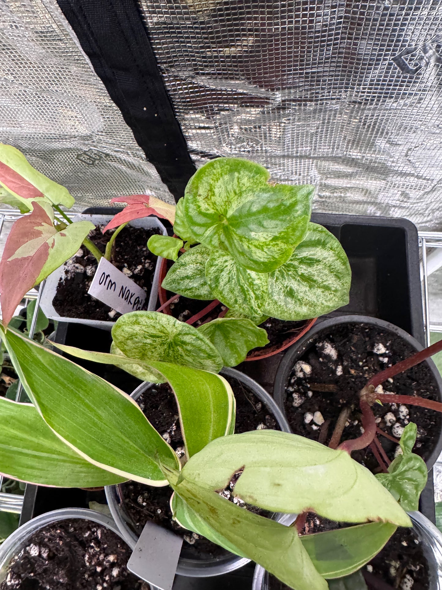 Variegated Watermelon Peperomia