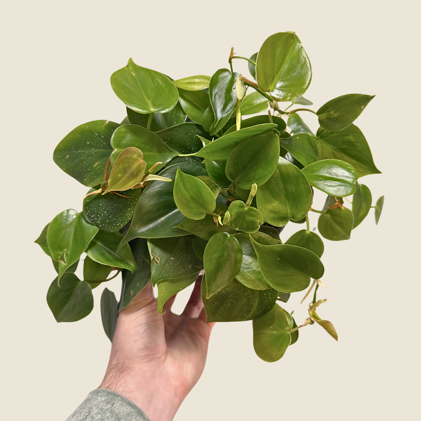 Philodendron Heartleaf