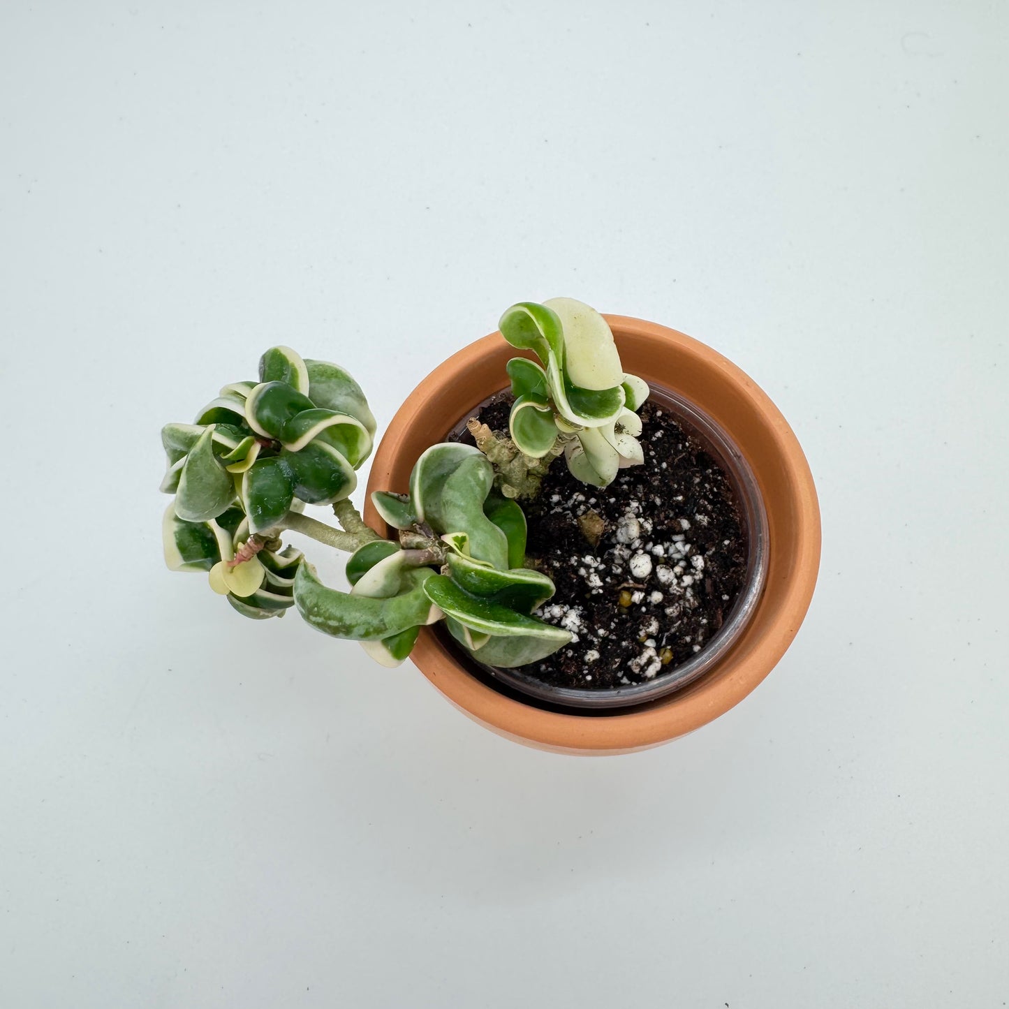 Hoya Compacta Variegated