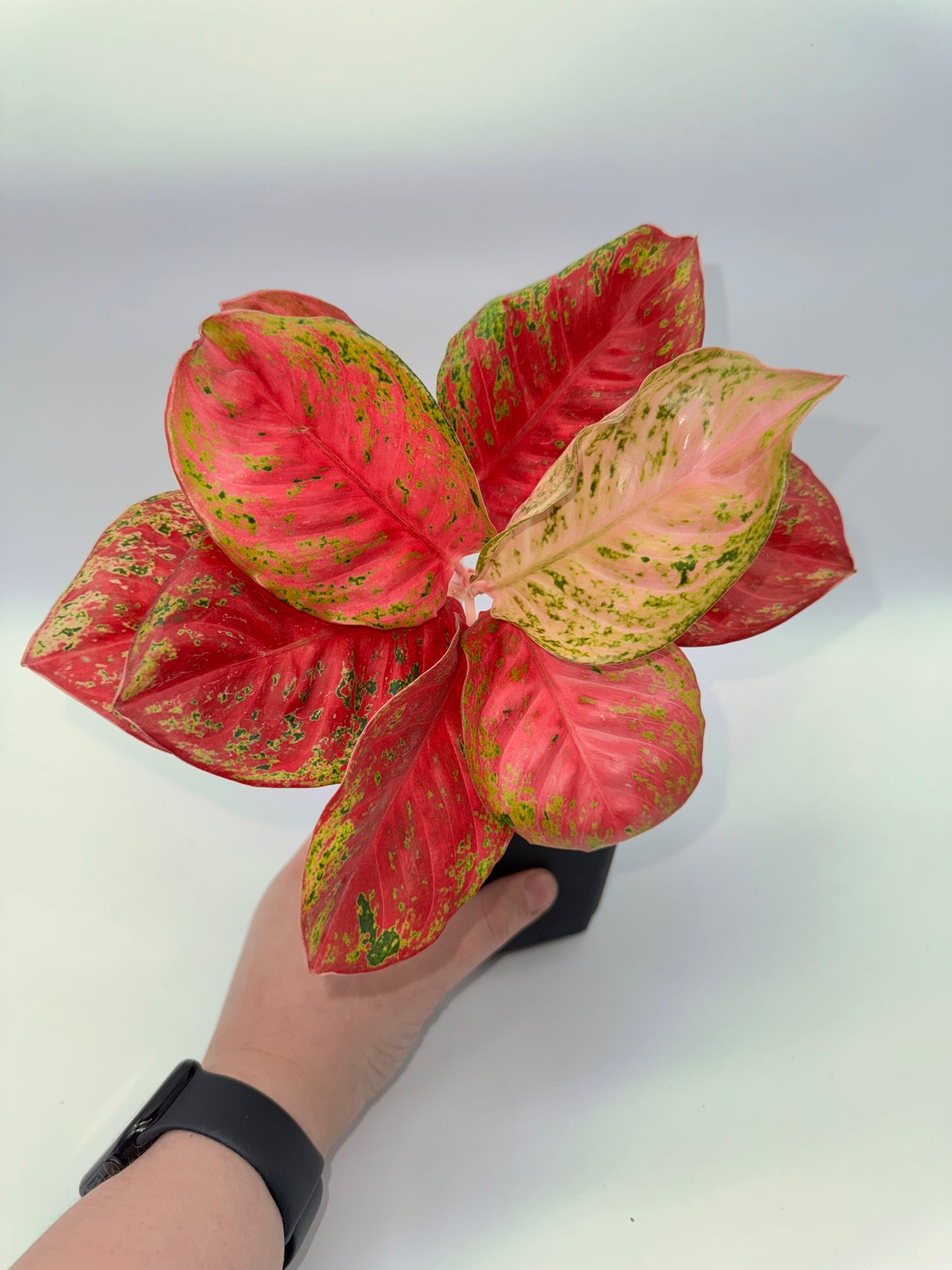 Aglaonema Orange Sombat