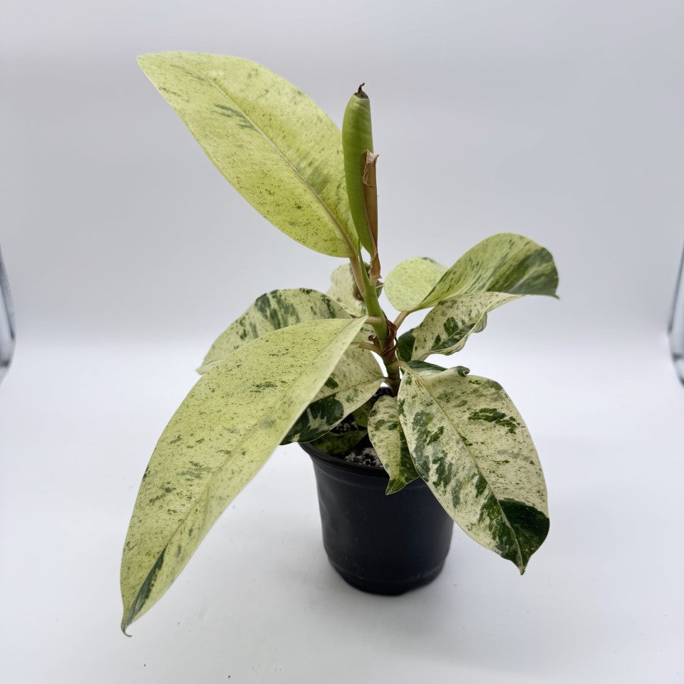 Ficus Shivereana ‘Moonshine’