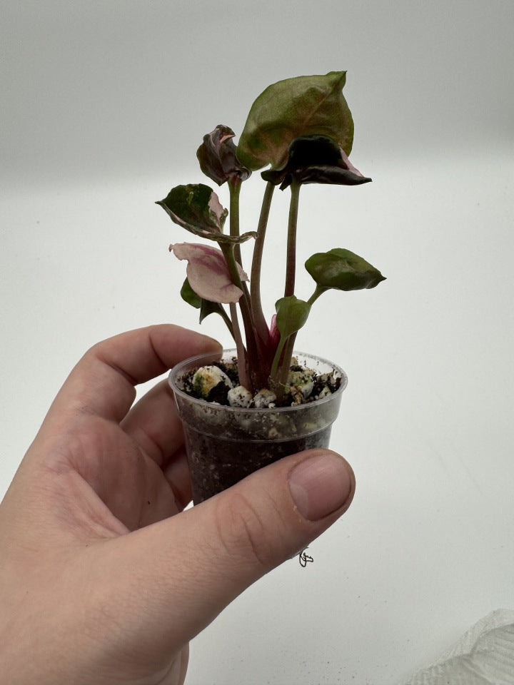 Syngonium Strawberry Ice Galaxy