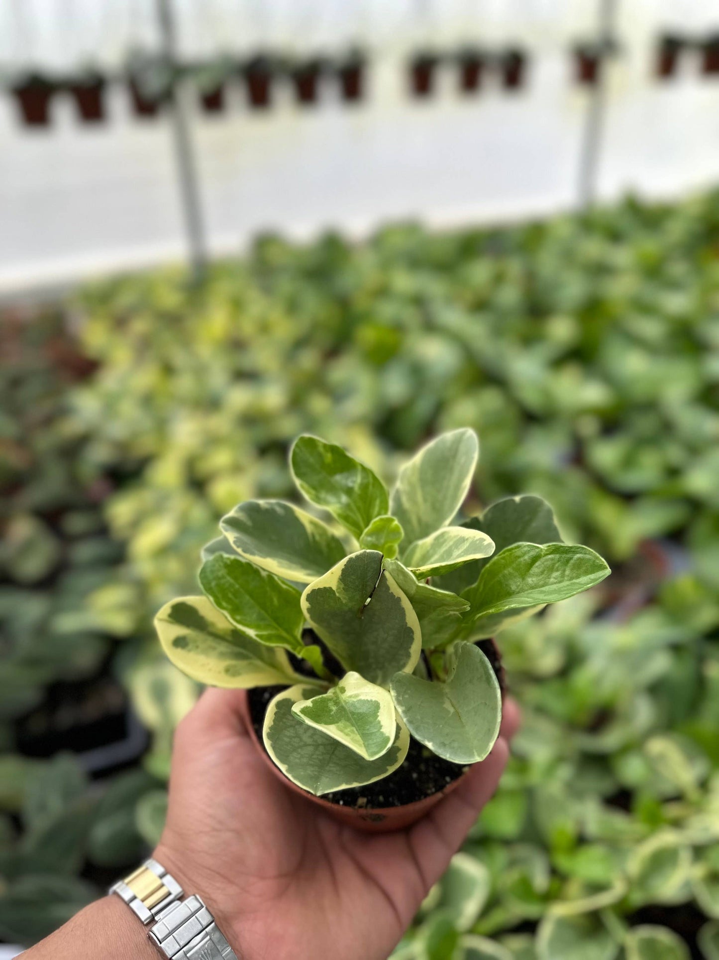 Peperomia Obtusifolia Variegated