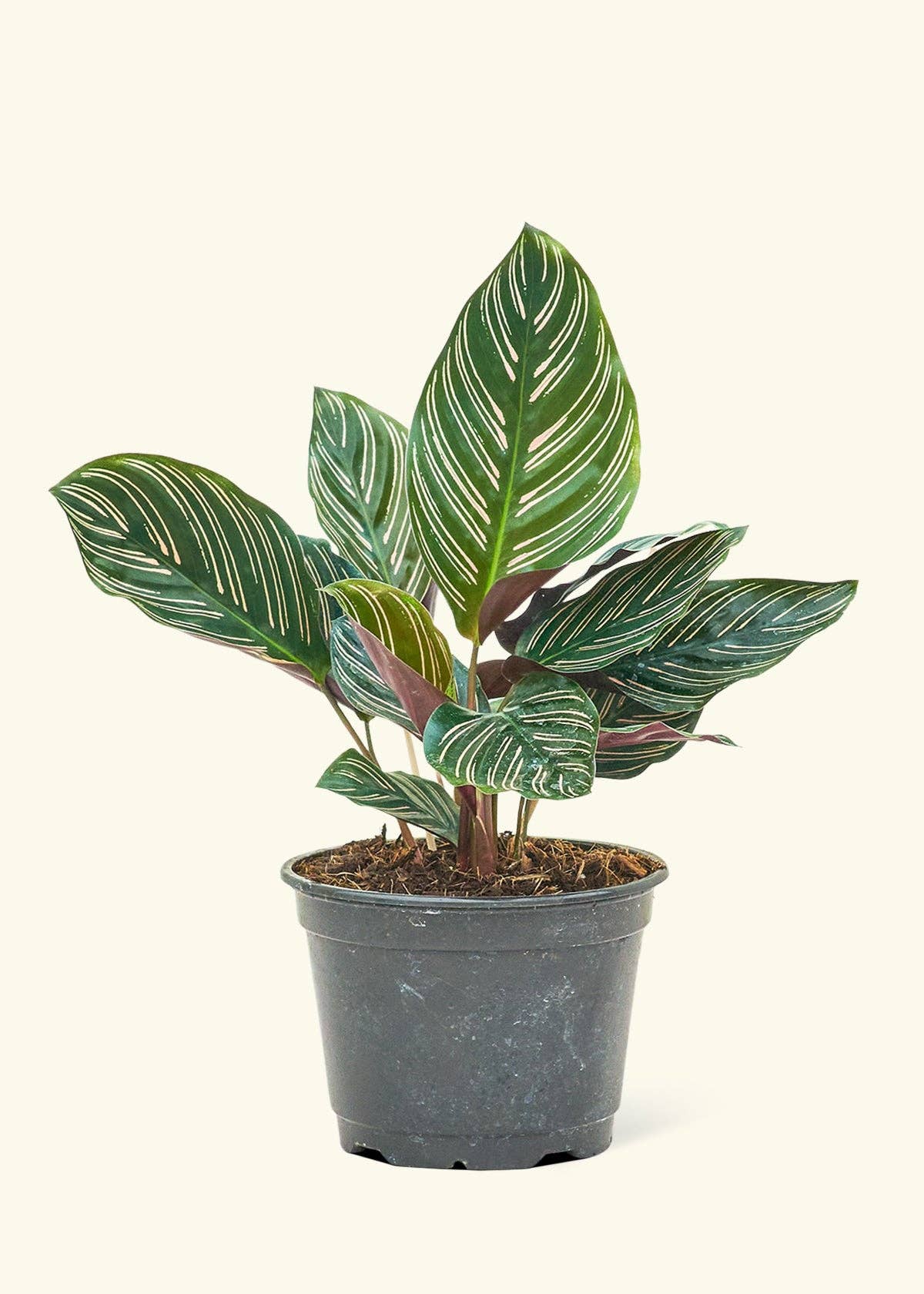 Calathea 'Pinstripe'