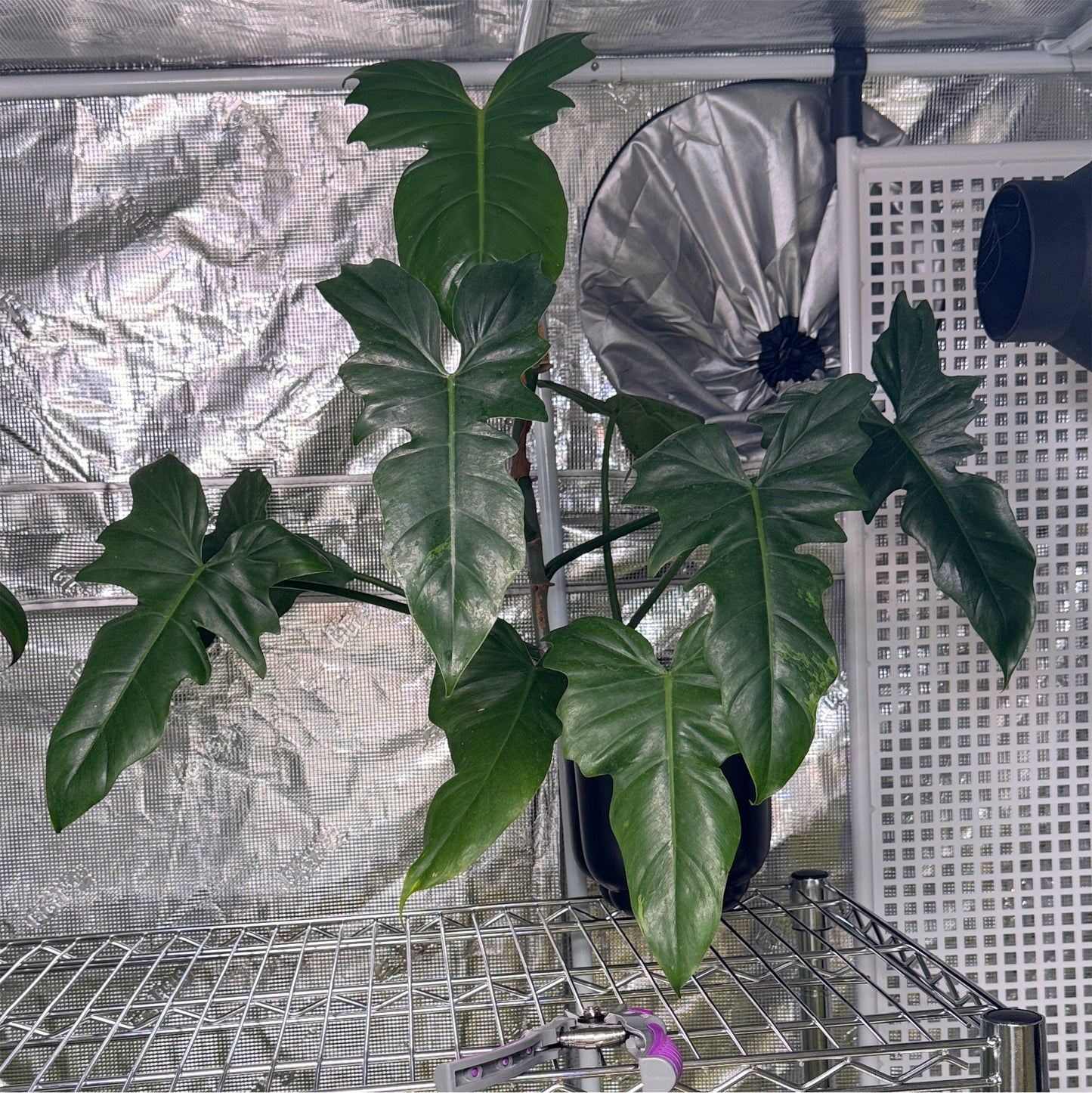 Philodendron Mottled Dragon