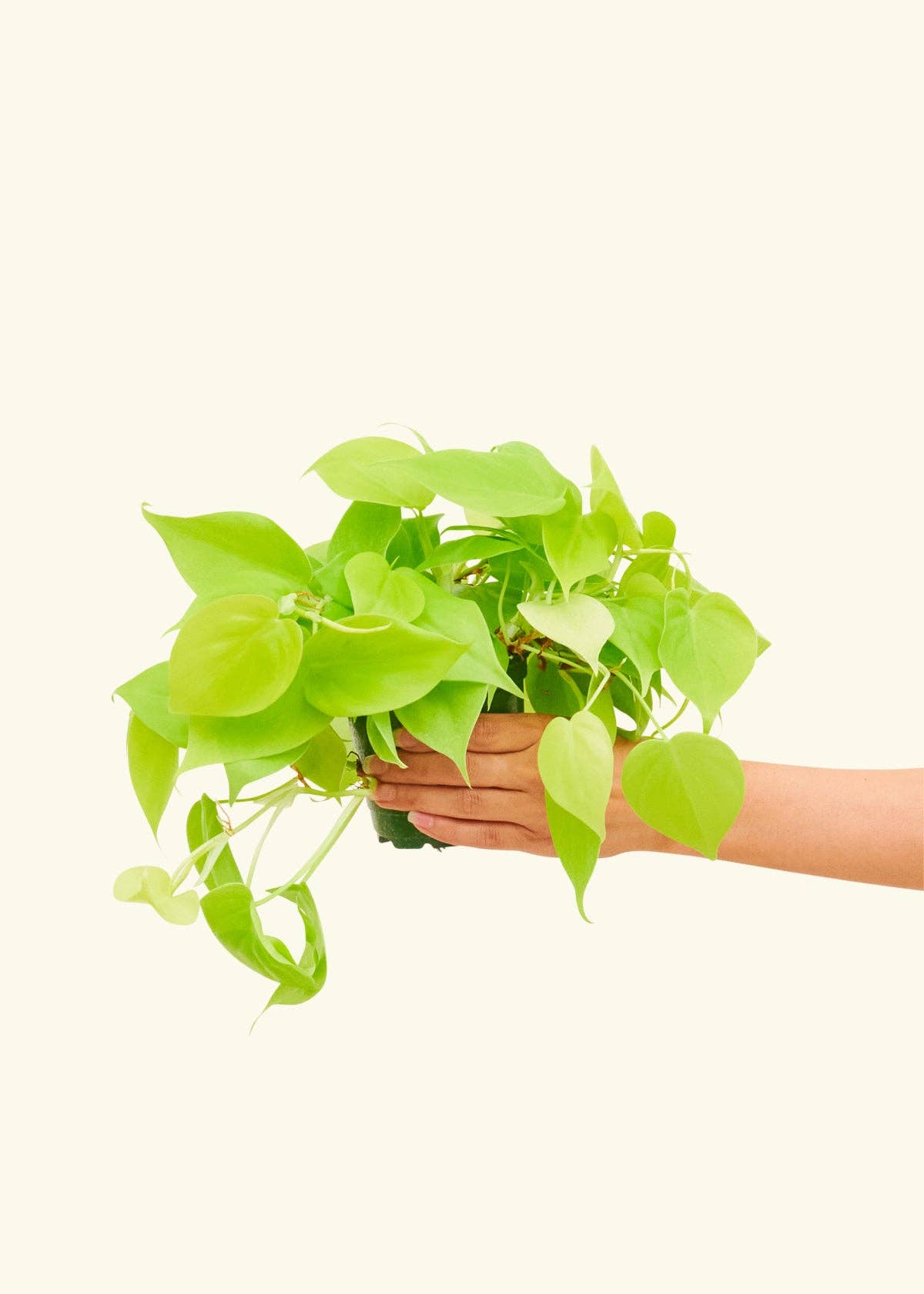 Philodendron Cordatum 'Neon'