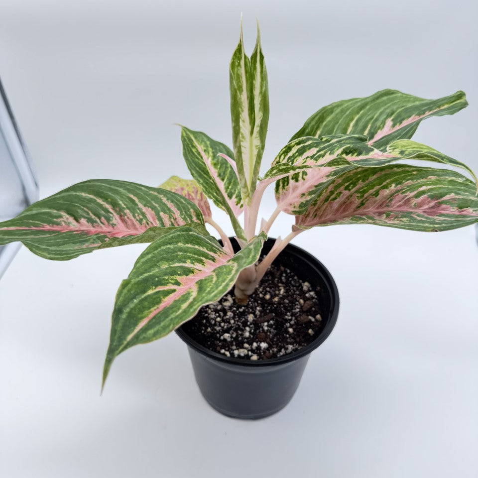 Aglaonema Mahnakorn