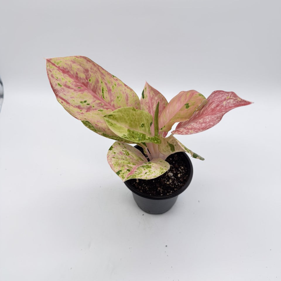 Aglaonema Pink Emerald