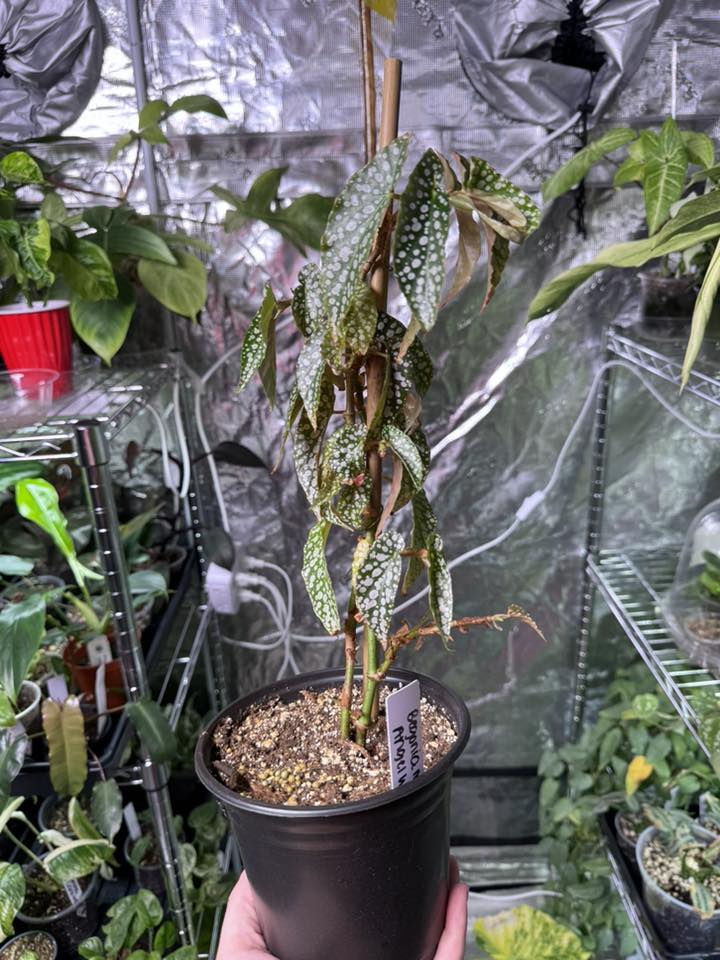 Angel Wing Begonia Double Dot