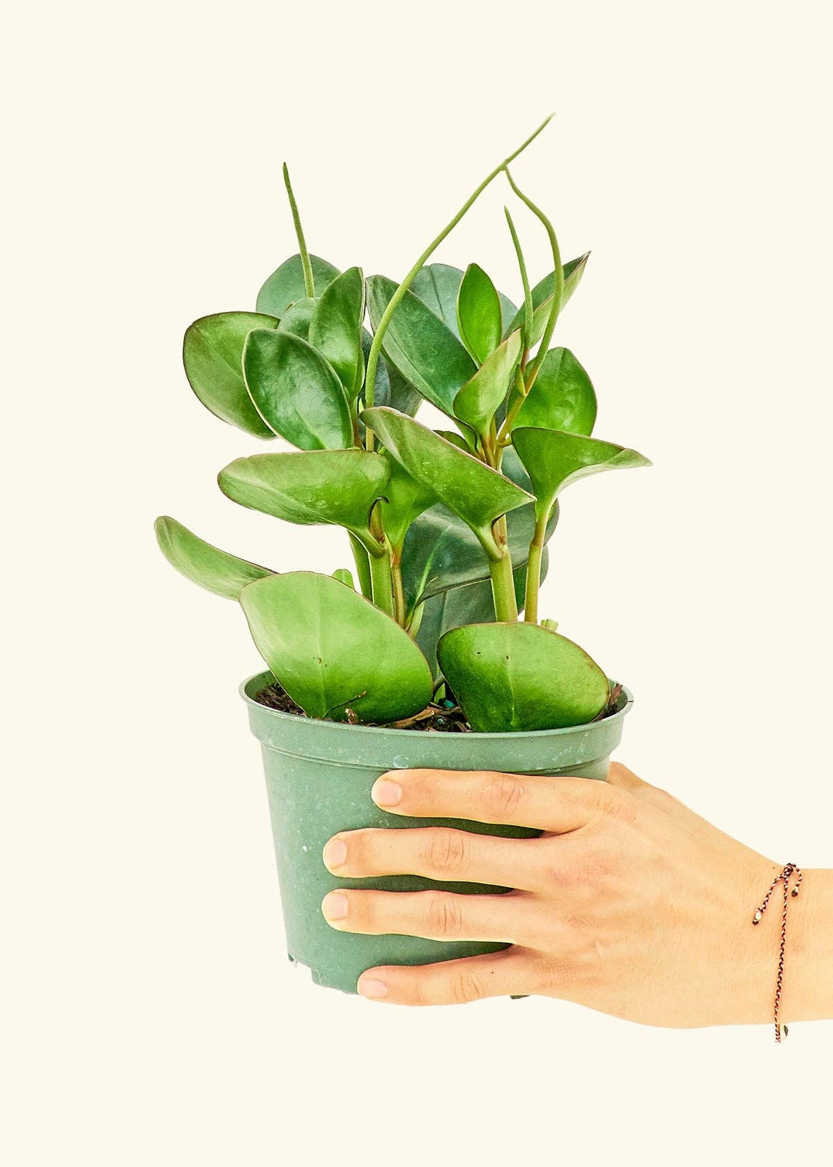 Peperomia Thailand
