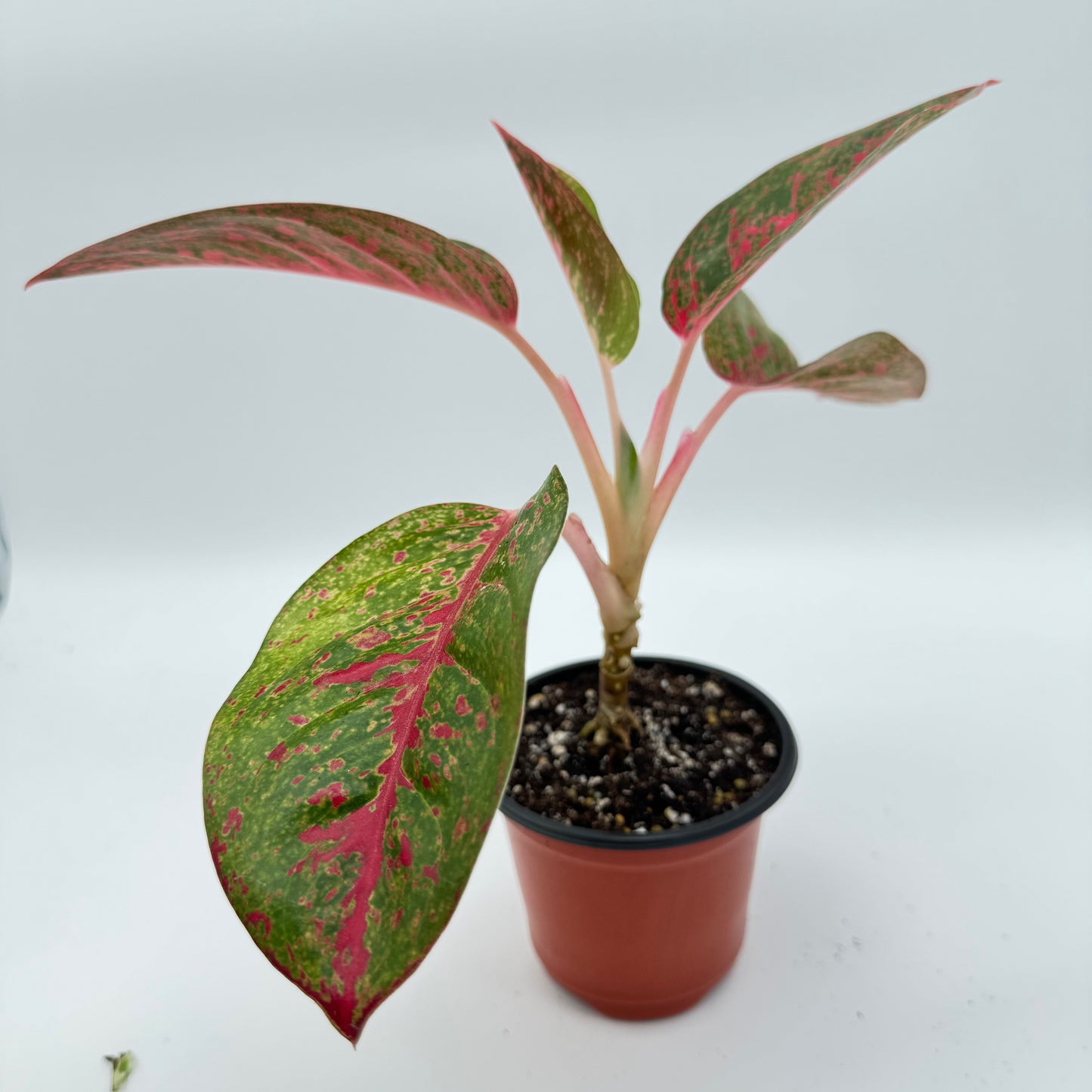 Aglaonema Red Stardust