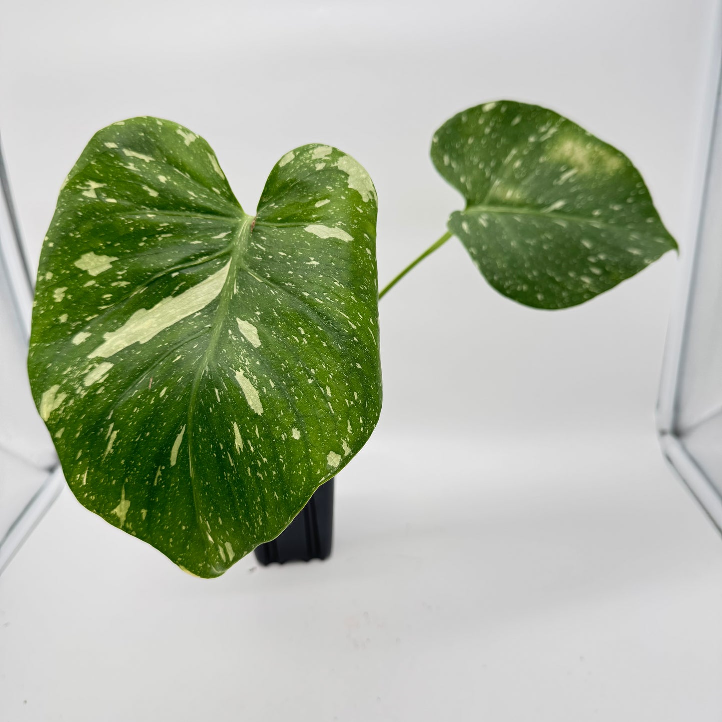 Monstera Thai Constellation