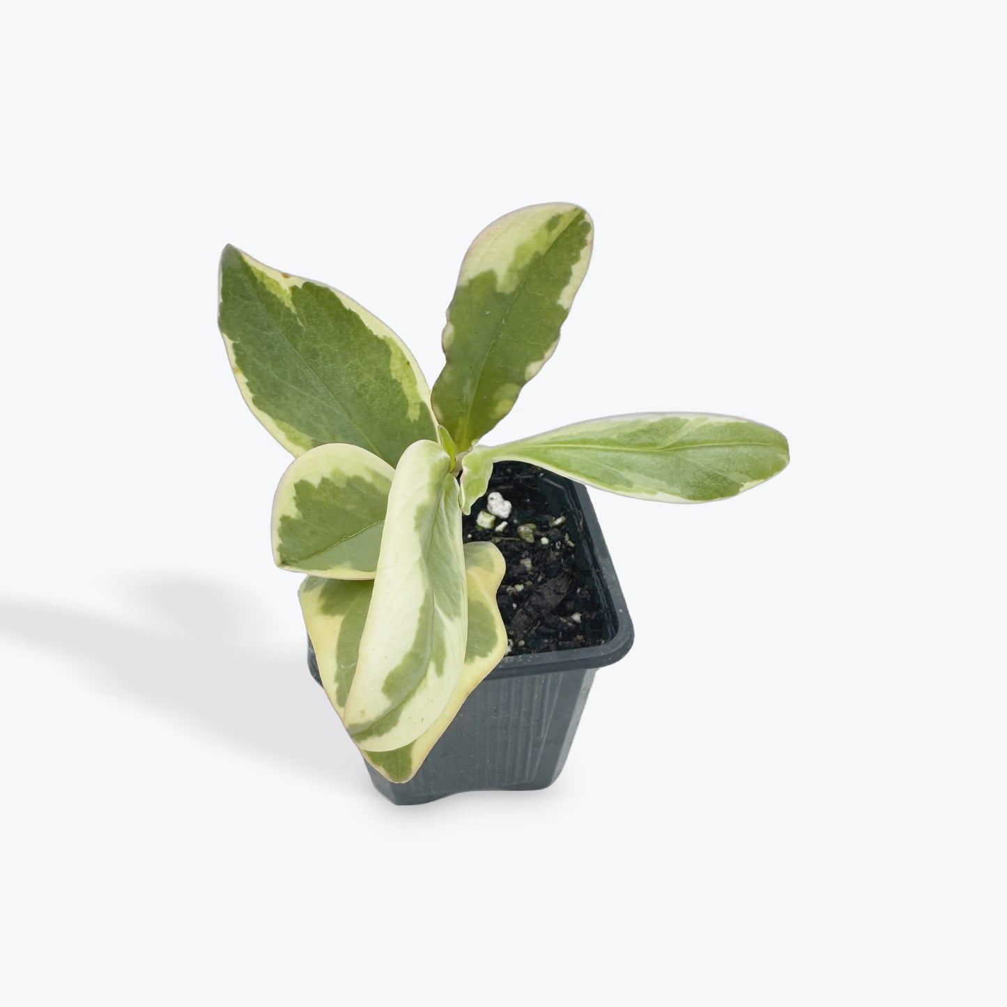 Peperomia Clusiifolia ‘Ginny’