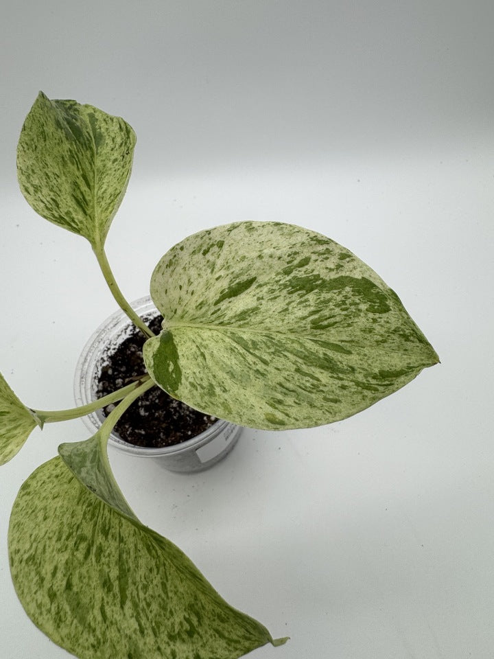Pothos Marble Queen