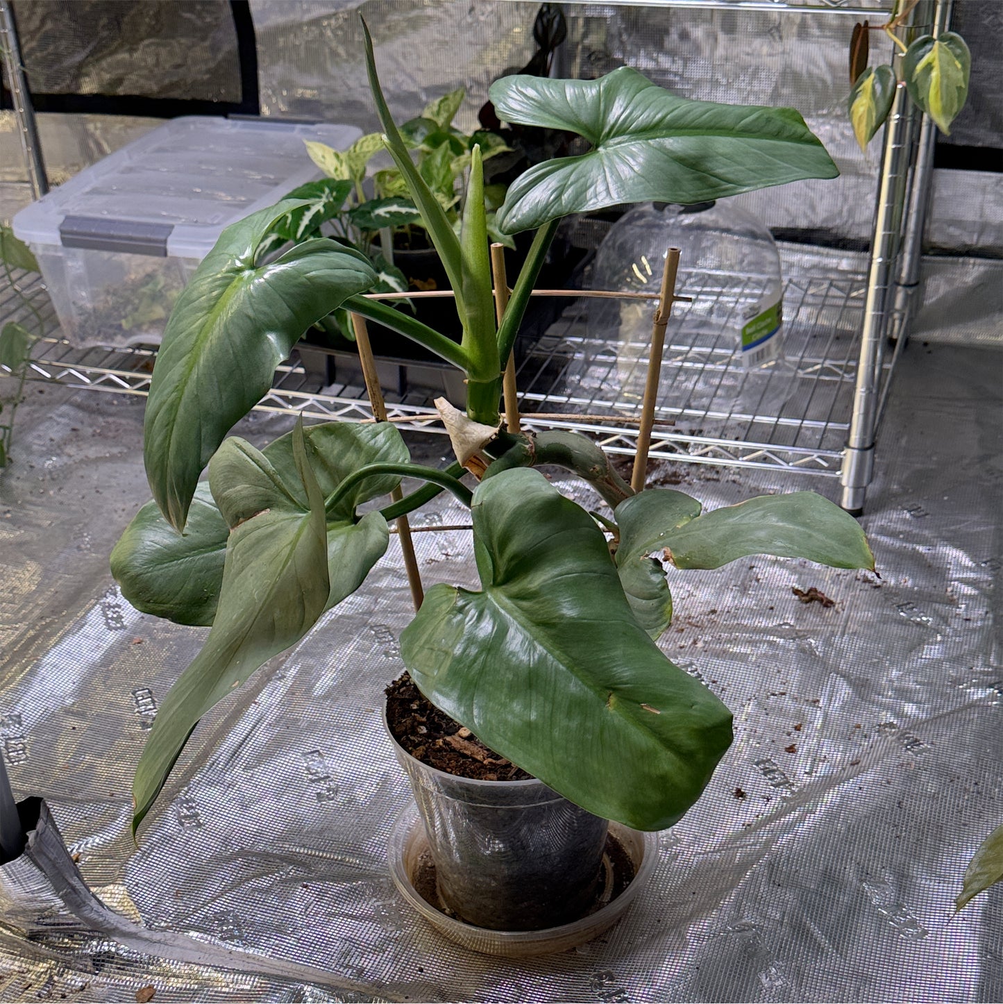 Philodendron Silver Sword