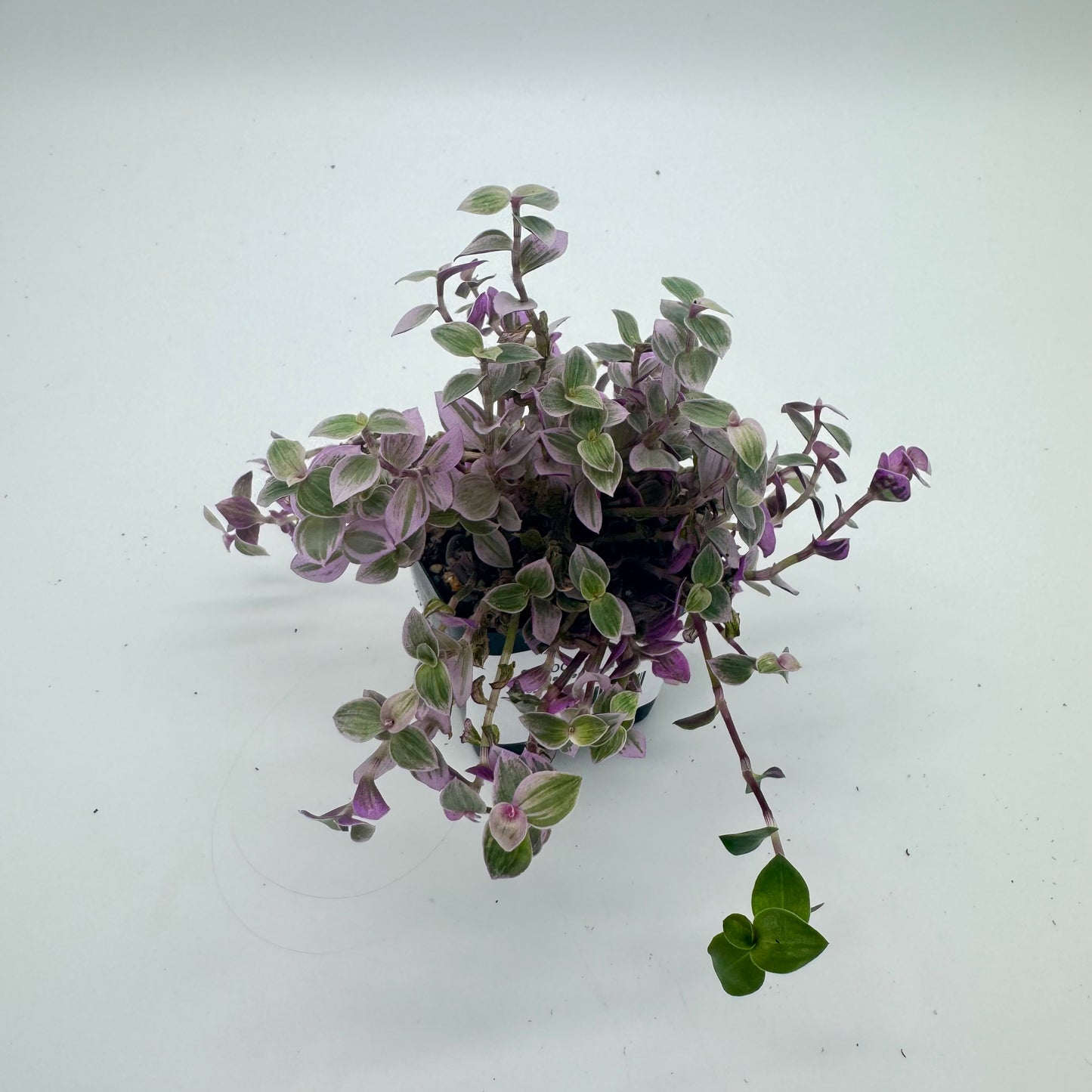 Callisia Repens F. Variegata