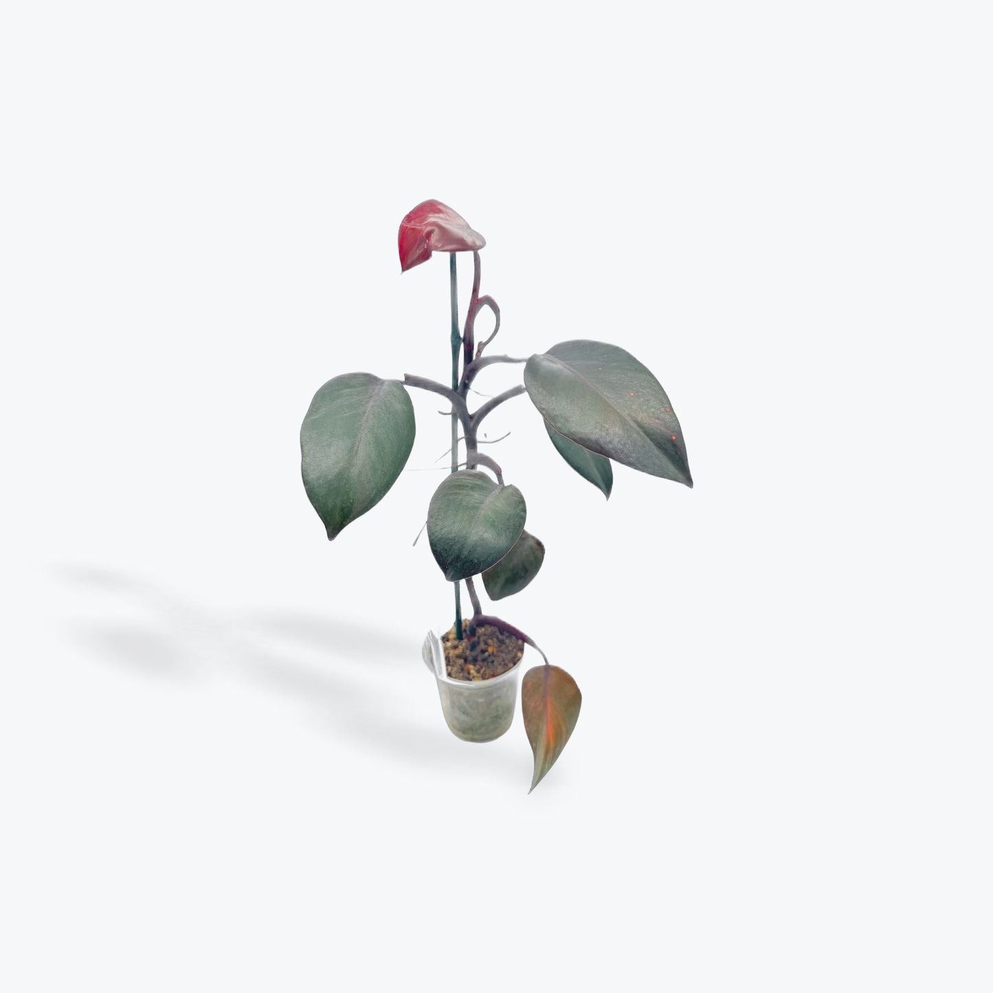 Philodendron Orange Princess