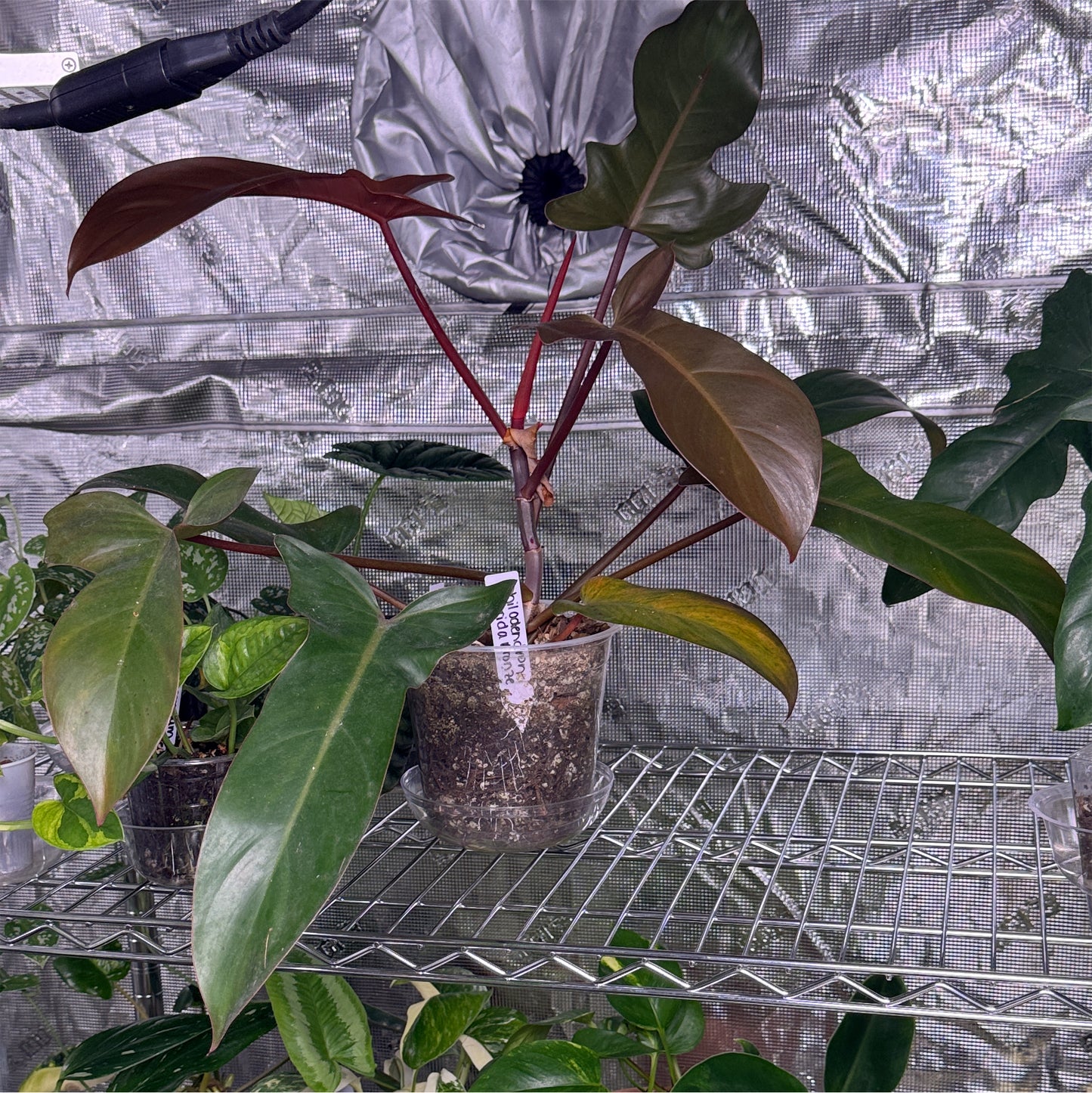 Philodendron Florida Bronze