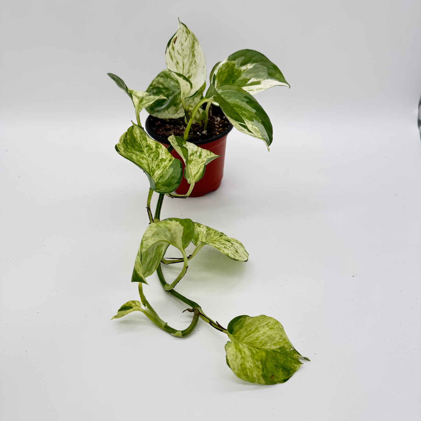 Pothos Manjula
