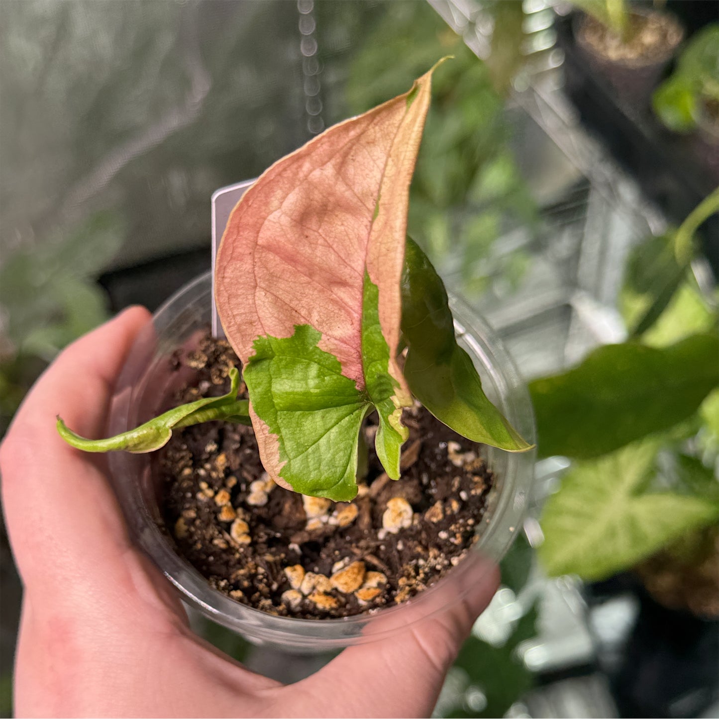 Syngonium Pink Lava